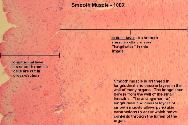 A – Smooth Muscle 100X 1