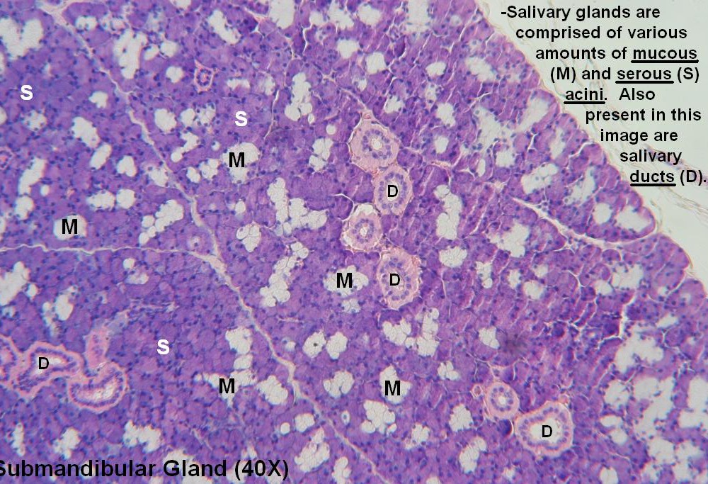 A – Submandibular Gland 40X 1