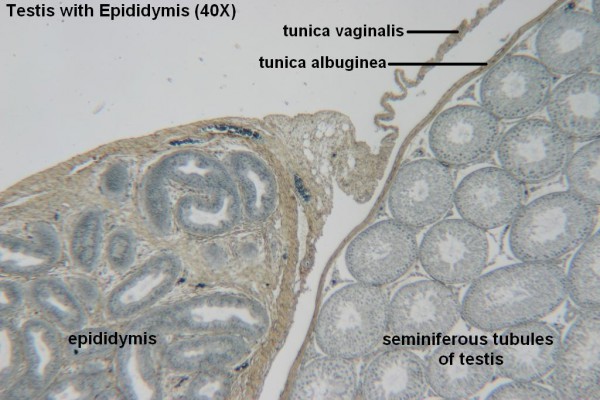 Testis and Epididymis 40x 1