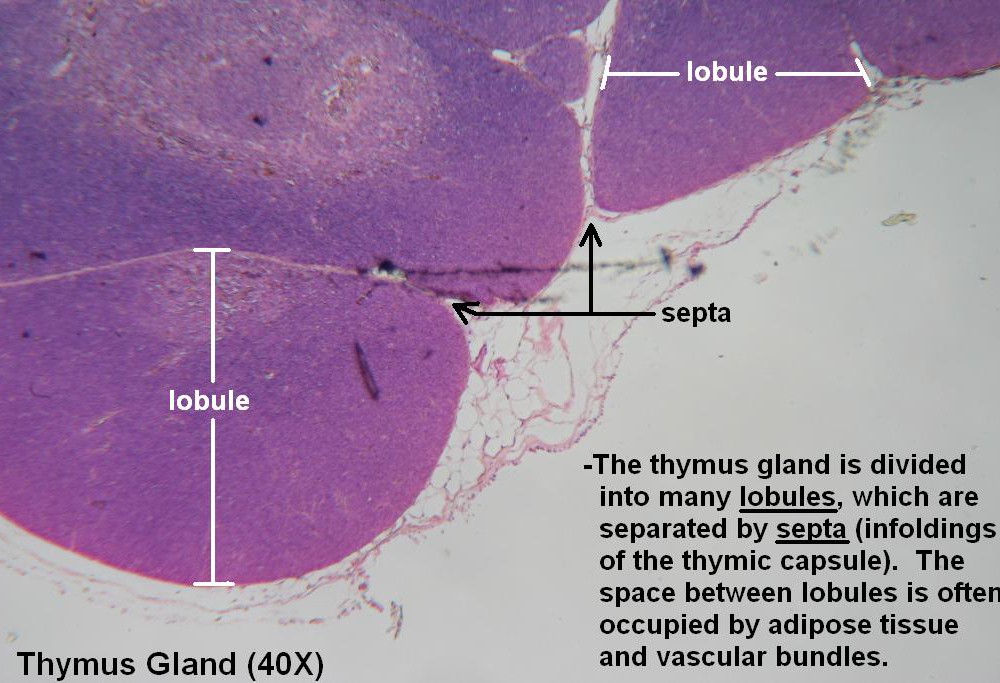 A Thymus Gland 40x 1