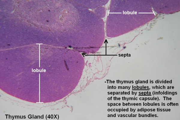 A Thymus Gland 40x 1