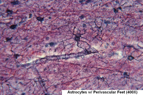 Astrocytes with Perivascular Feet 2