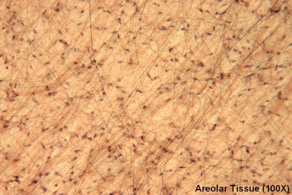 Areolar Tissue 100X 2