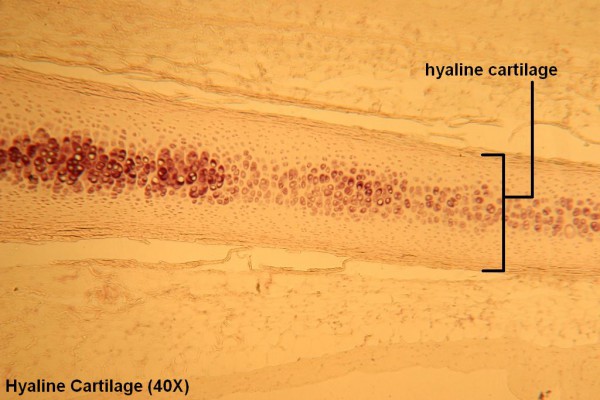B Hyaline Cartilage 40X