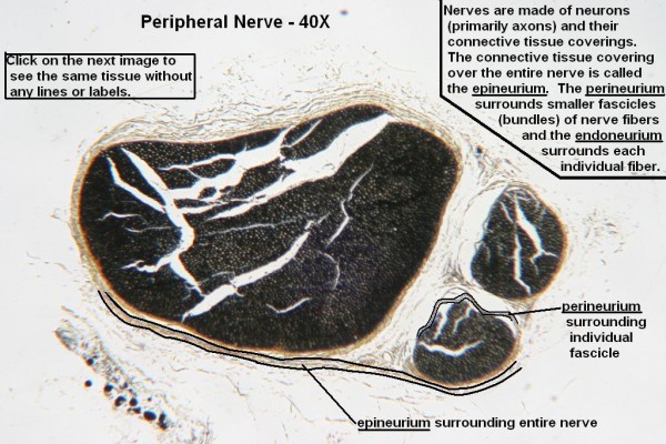 B – Peripheral Nerve 40X 2