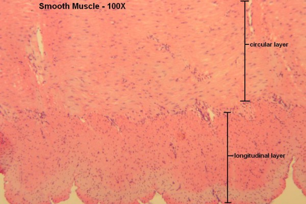 B – Smooth Muscle 100X 2