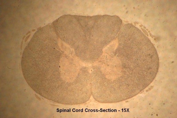 B – Spinal Cord X-Section 15X 2