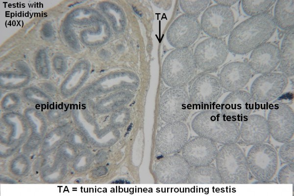 Testis and Epididymis 40x 2