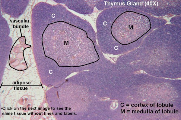 B Thymus Gland 40x 2