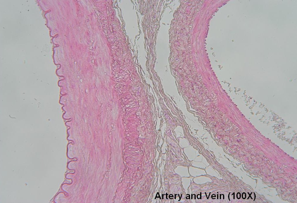 C Artery and Vein 100X 2