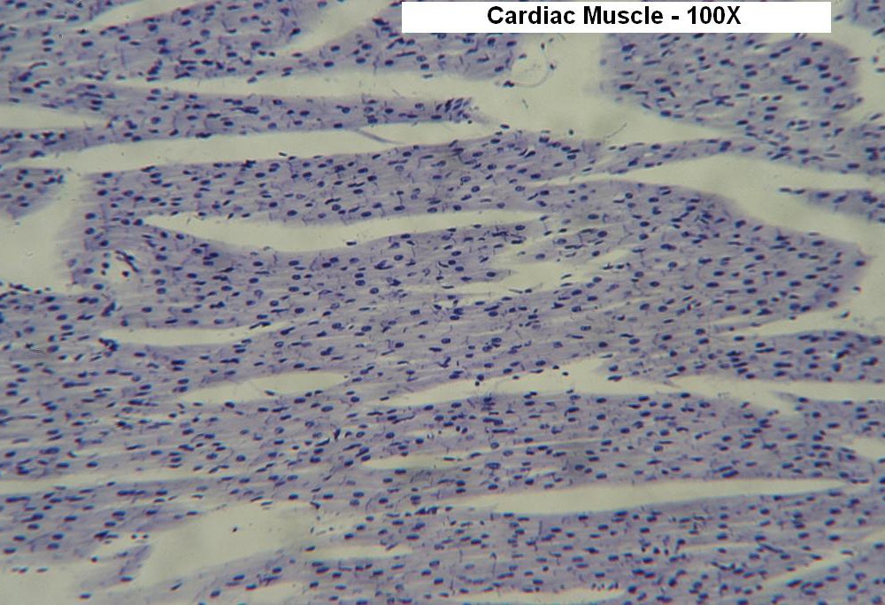 C – Cardiac Muscle 100X 3