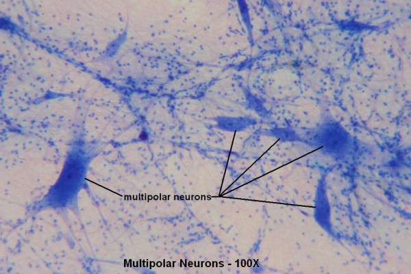 C – Multipolar Neurons 100X 2