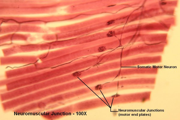 C – Neuromuscular Junction 100X 1