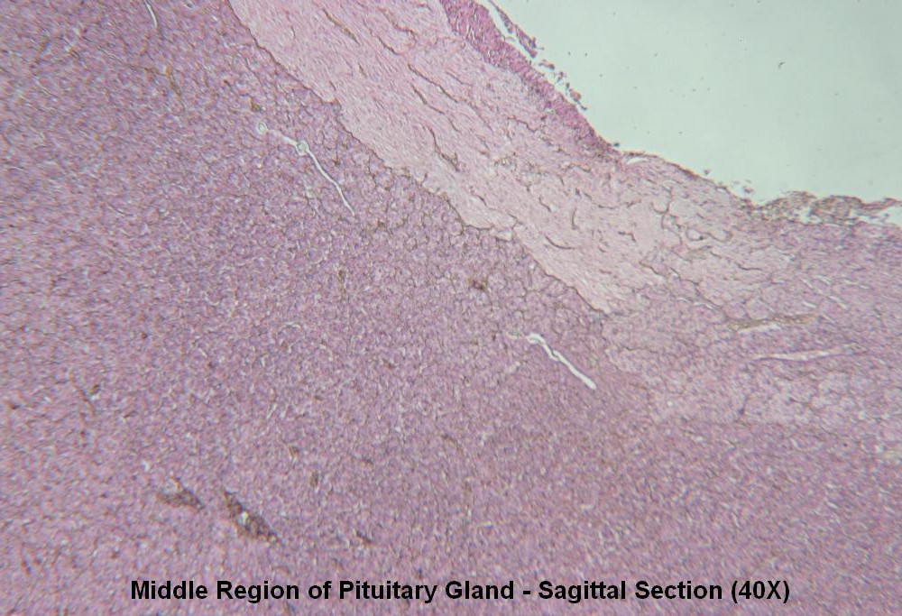 C – Pituitary Gland 40X 3