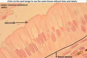 C Simple Columnar 400x 1