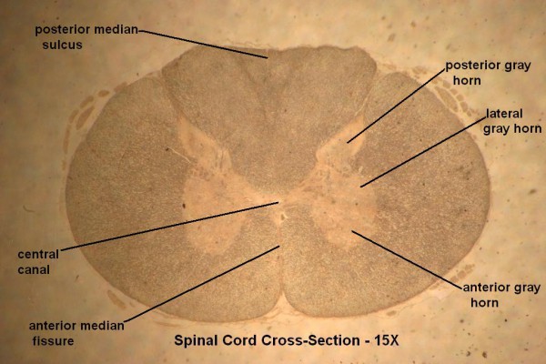 C – Spinal Cord X-Section 15X 3
