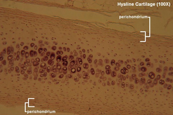 Hyaline Cartilage 100X 2