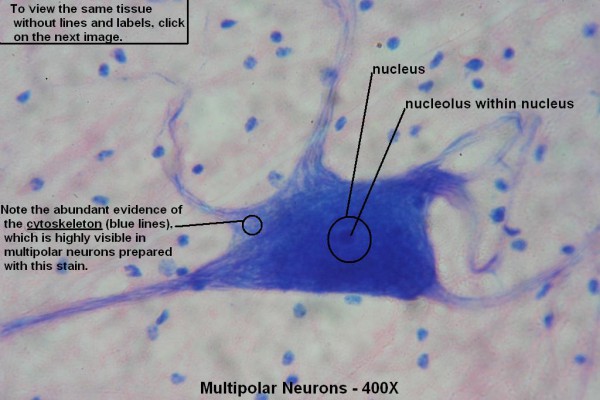 D – Multipolar Neurons 400X 1