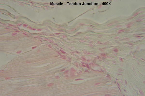D – Muscle – Tendon Junction 400X 2