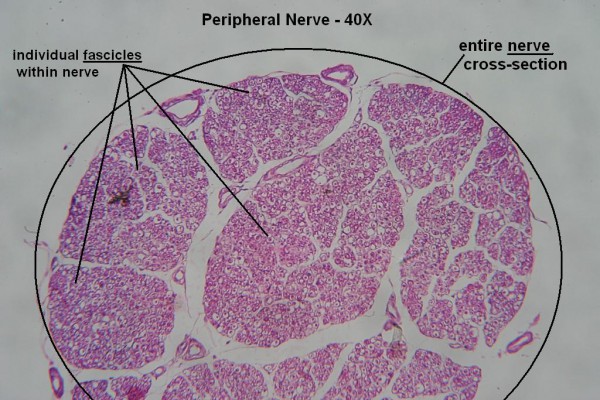 D – Peripheral Nerve 40X 4