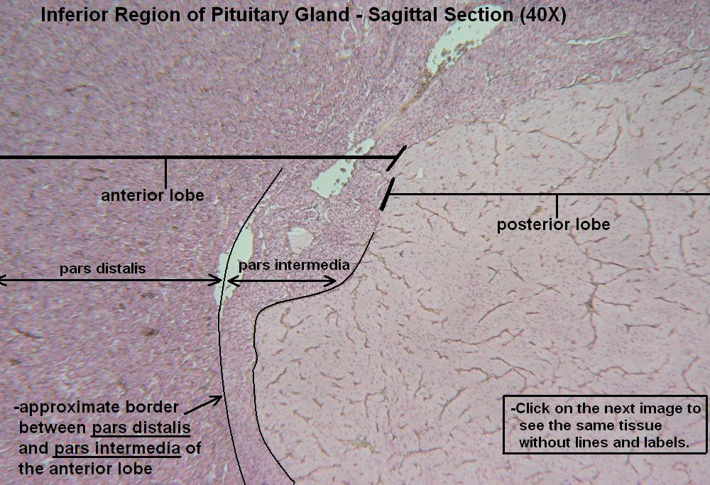 D – Pituitary Gland 40X 4