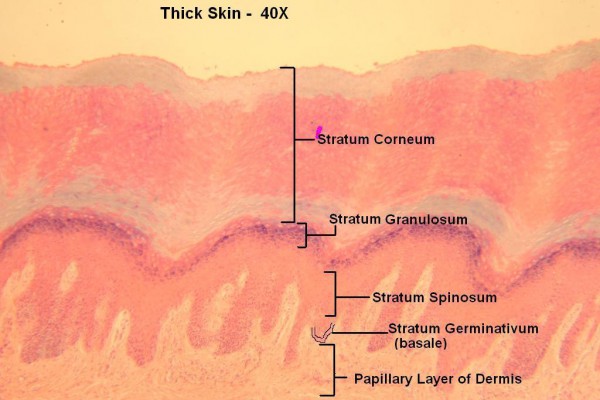 D – Thick Skin 40X 1 – Epidermal Layers
