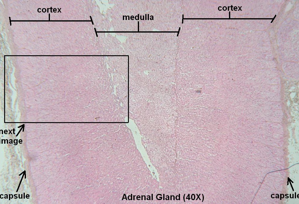 E – Adrenal Gland 40X