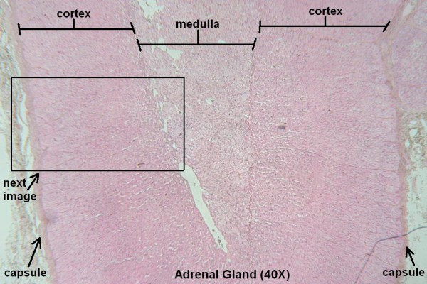 E – Adrenal Gland 40X