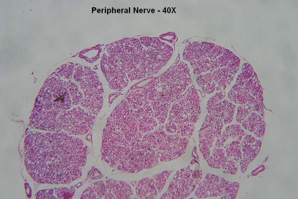 E – Peripheral Nerve 40X 5