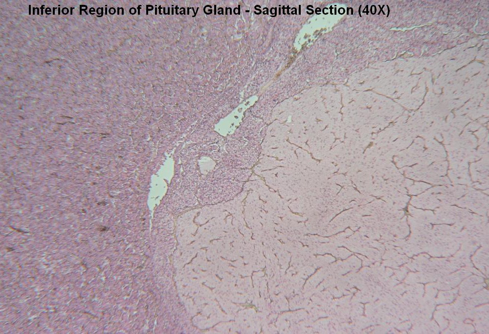 E – Pituitary Gland 40X 5