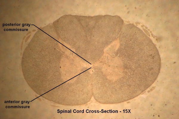E – Spinal Cord X-Section 15X 5