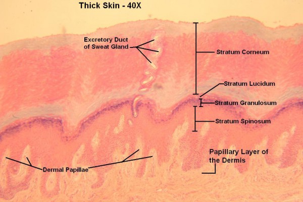 E – Thick Skin 40X 2 – Epidermal Layers