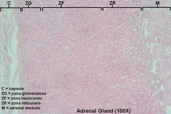 F – Adrenal Gland 100X