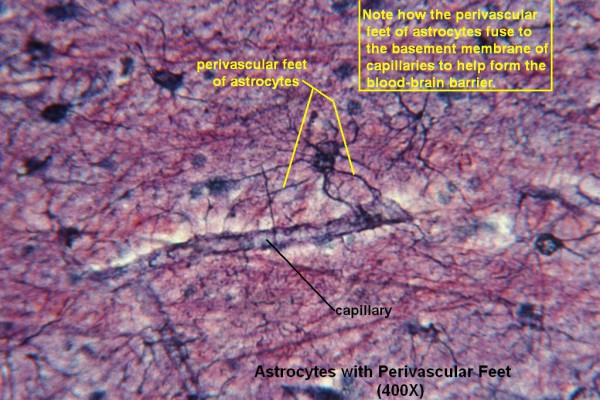 F – Astrocytes with Perivascular Feet 400X 1