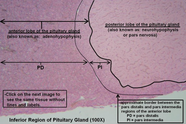F – Pituitary Gland 40X 6