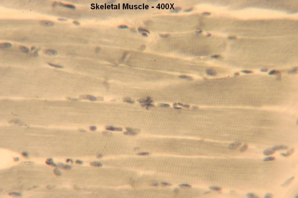 F Skeletal Muscle Long Section 400x 3