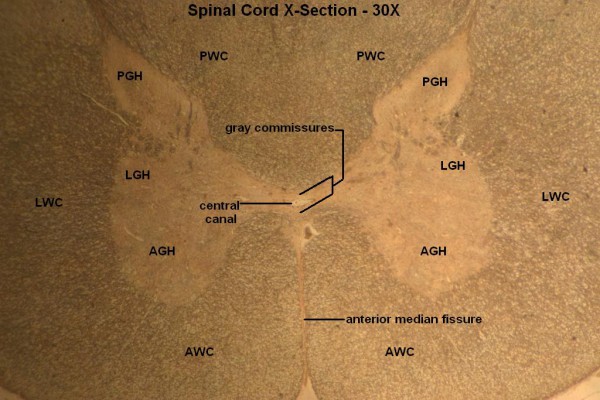 F – Spinal Cord X-Section 30X 1