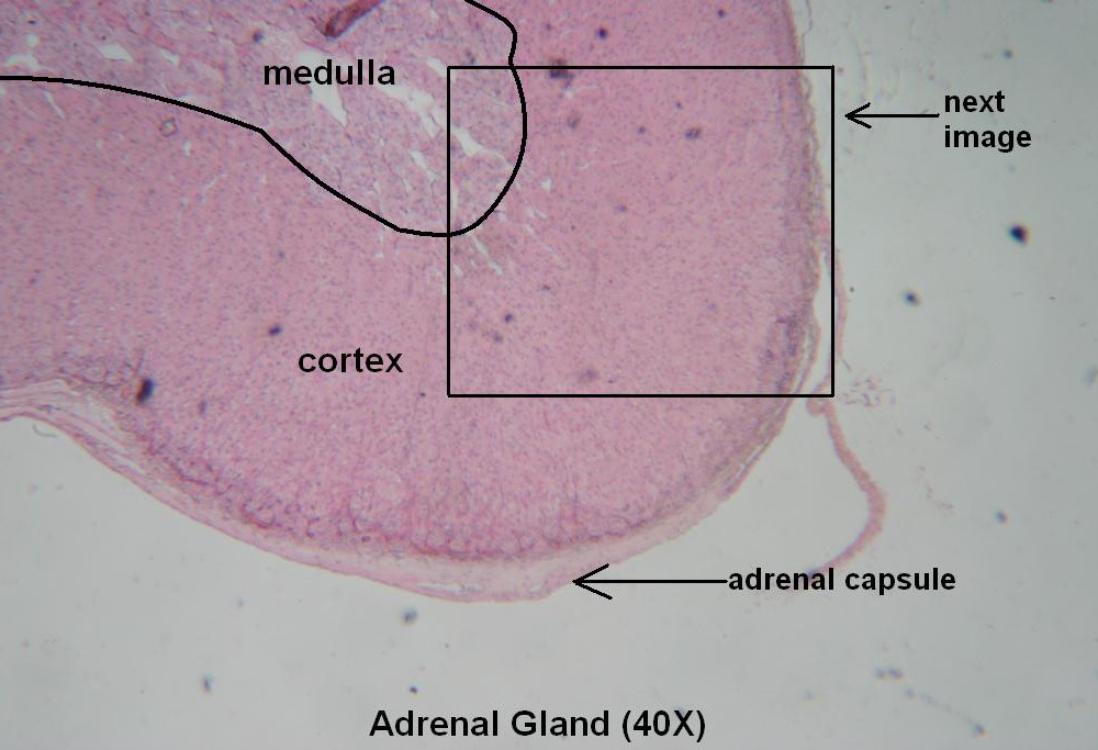 G – Adrenal Gland 40X
