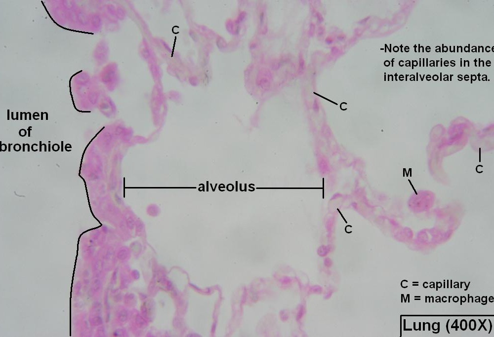 G – Lung Alveoli 400X 4