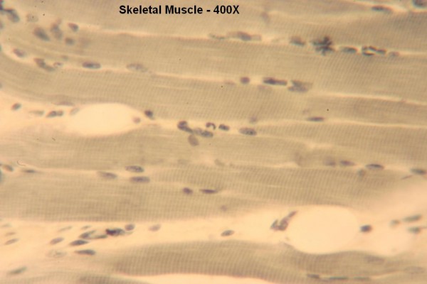 G Skeletal Muscle Long Section 400x 4