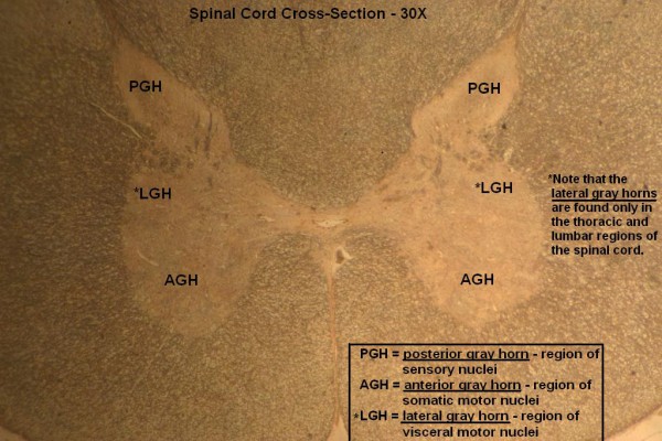 G – Spinal Cord X-Section 30X 2