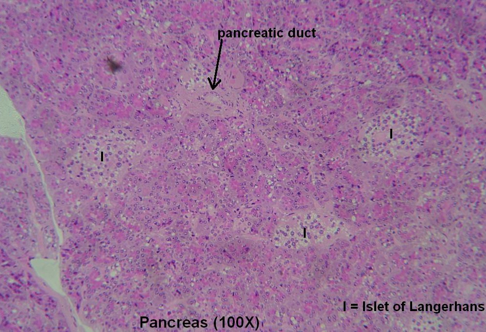 H – Pancreas 100X 6