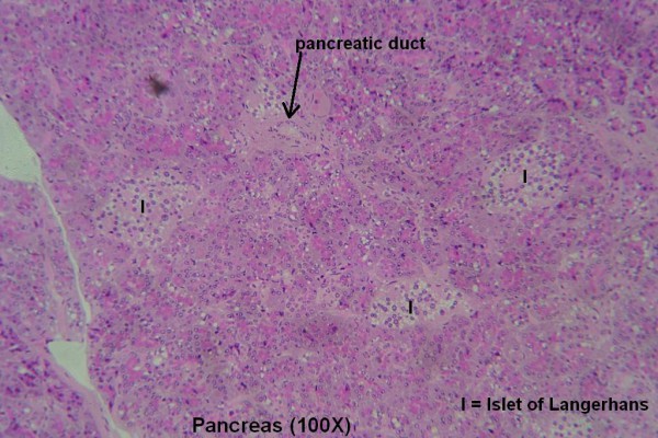 H – Pancreas 100X 6
