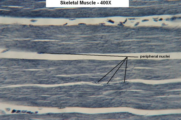 H Skeletal Muscle Long Section 400x 5