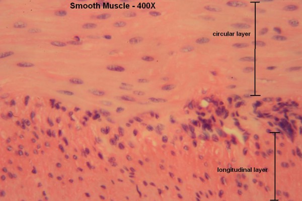 H – Smooth Muscle 400X 2