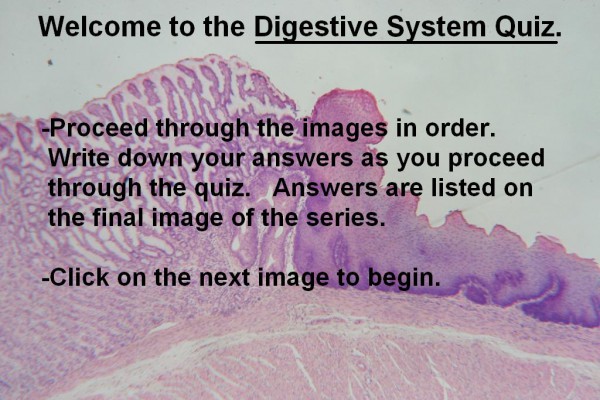 Image A – Digestive System Quiz