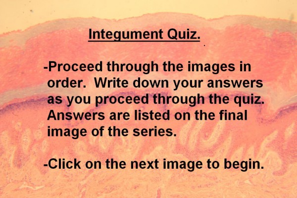 Image A integument Quiz