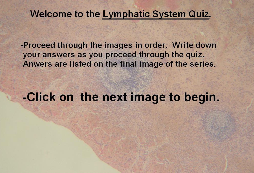 Image A Lymphatic System Quiz