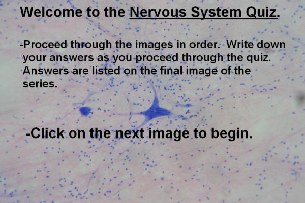 Image A – Nervous System Quiz