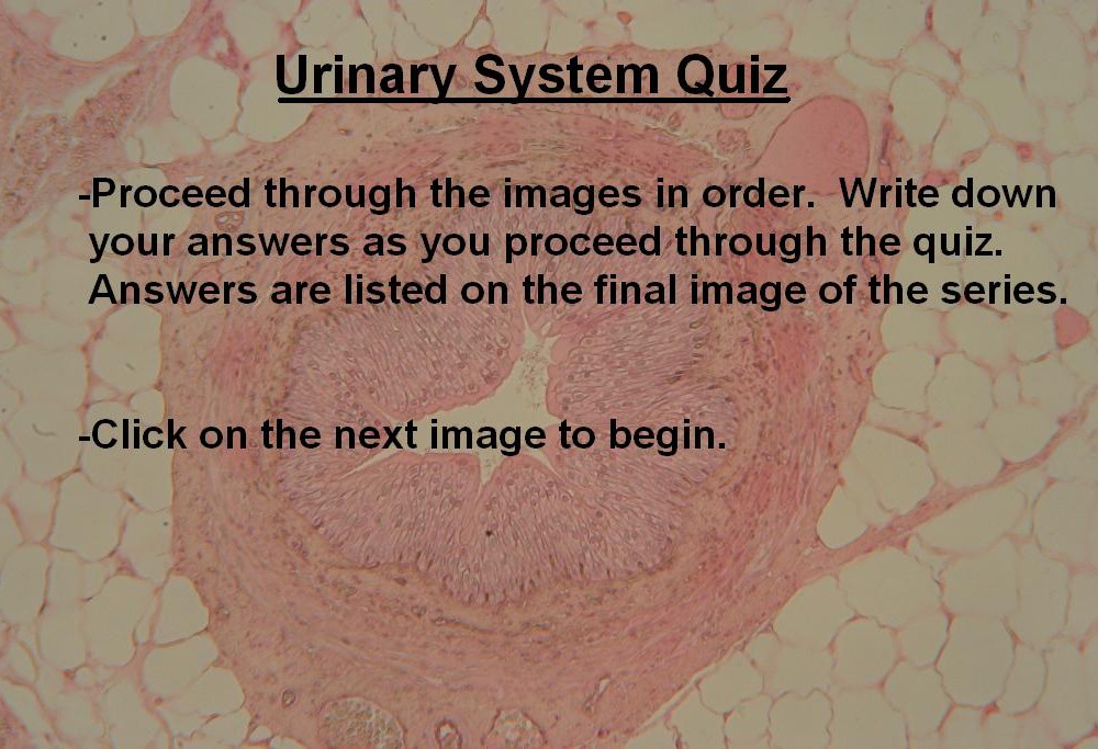 Image A Urinary System Quiz